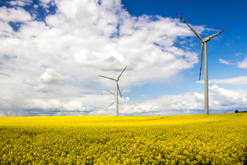 wind farm on rapeseed field