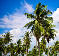 Fototapeta na wymiar Coconut palm trees landscape with blue sky view