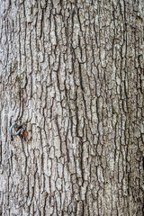 tree bark texture