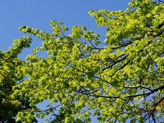 linden tree with green foliage at spring