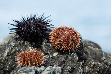 Live black and gray sea urchins