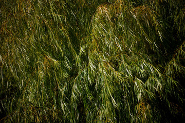 Background from willow tree branches