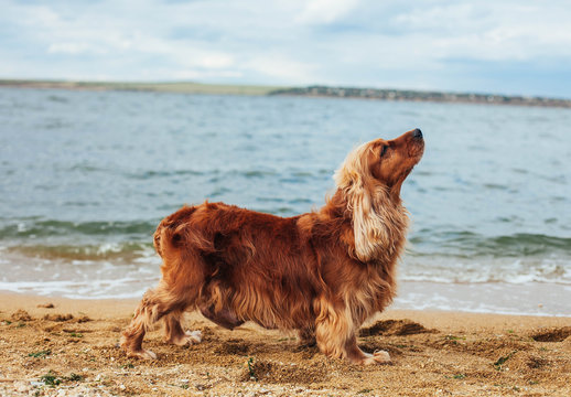 English Cocker Spaniel dog - stock image