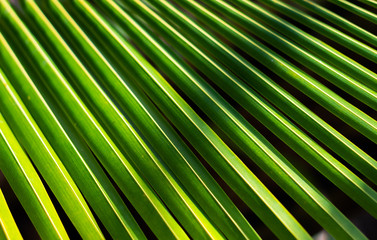 Fototapeta premium Green plant