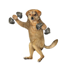 The beige dog athlete is lifting dumbbells. White background. Isolated.