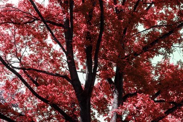 red maple tree