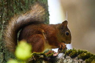 Selective focus photo. Squirrel on tree eats cone.