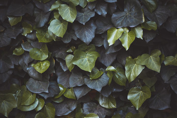 Hedera Helix ivy. Green floral background. Green plant hedge