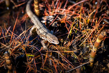 The viviparous lizard or common lizard, Zootoca vivipara (formerly Lacerta vivipara) Brown lizard on a wooden beam.