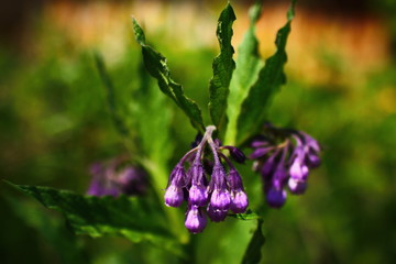 purple-violet flowers of a wild meadow ground plant Comfrey officinalis close-up with spiky green leaves on a background of green grass on a sunny day
