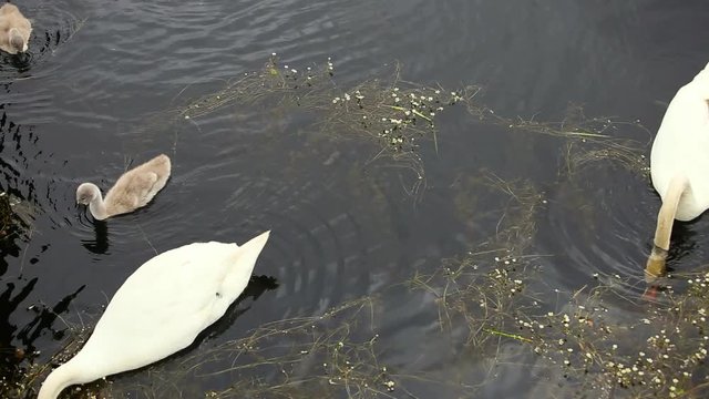 Swan family with little young chiks floating on water in a pond.
