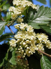 sorbus intermedia tree with green foliage and white flowers