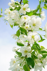 Inflorescence of an apple tree. Vertical frame.