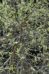 European Robin photographed in Scotland, in Europe. Picture made in 2019.