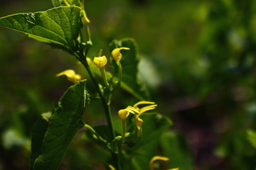 young yellow leaf-shaped flowers of a field terrestrial green plant with green leaves in the meadow on a sunny day