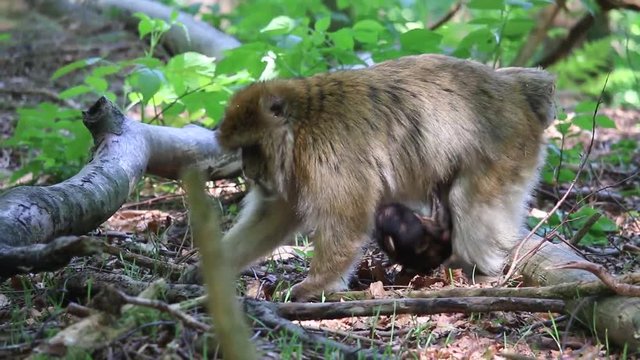 Berberaffen mit Baby auf dem Affenberg Salem