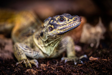 Close up of a Philippine Sail Fin Lizard ion a branch (Hydrosaurus pustulatus)