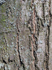 Bark of tree