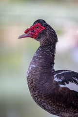 Muscovy Duck - Florida wildlife