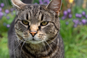 Naklejka na ściany i meble portrait of a photogenic gray striped cat on a background of rich green grass and yellow purple flowers
