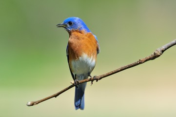 EASTERN BLUEBIRD