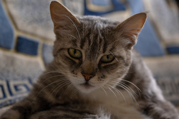 Portrait of domestic cat lying on sofa. Close up of pussycat resting on couch.