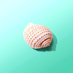 Summer concept with a seashell overhead view - flat lay