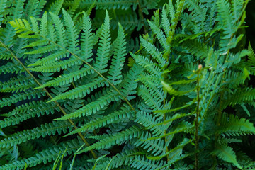 Natural green leaves textured background.