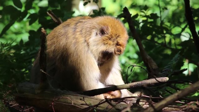 Berberaffen mit Baby auf dem Affenberg Salem