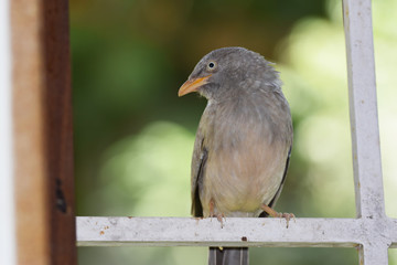 Side view of Jungle Babbler bird, Turdoides striata also known as seven sisters perching on window grill with blurred background. Bird from Ahmedabad, Gujarat in India.