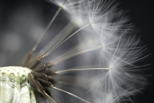 macro photo of dandelion
