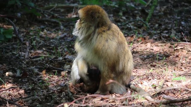 Berberaffen mit Baby auf dem Affenberg Salem