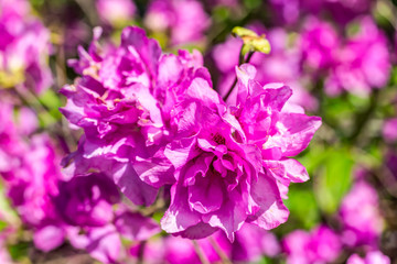 Obraz premium Blüte Rhododendron yedoense - Yodogawa-Azalee