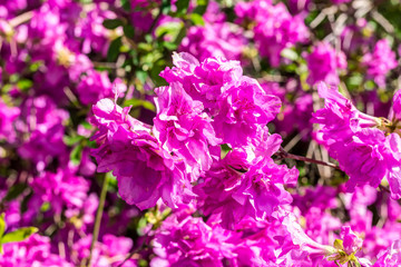 Blüte Rhododendron yedoense - Yodogawa-Azalee