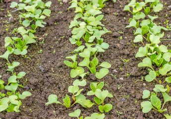 Radish seedlings in the vegetable garden. Organic healthy vegetarian food from your own garden. Planting vegetables in spring.