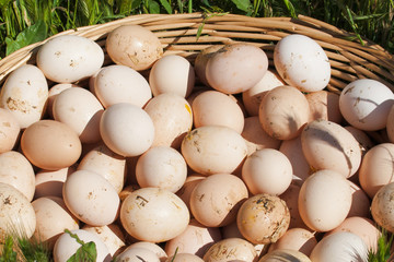Chicken eggs in a huge basket lying on the grass. © larisa