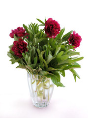 pretty fragrant flower of peony plant  at spring