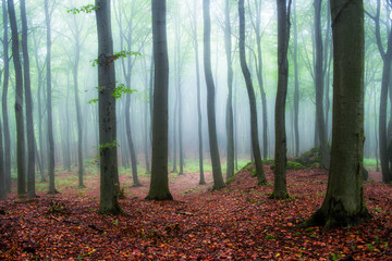 Foggy morning in green forest