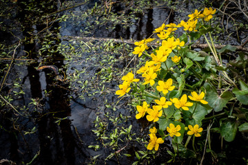 Beautiful Marsh-marigold in Latvia swamps in spring