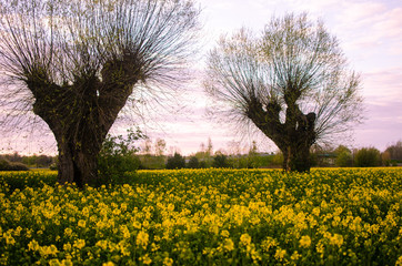 Willows on the rapeseed field