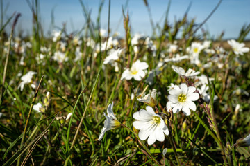 
the charm of spring in the meadows of Latvia