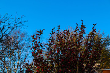 Bush with red flowers and a blue sky