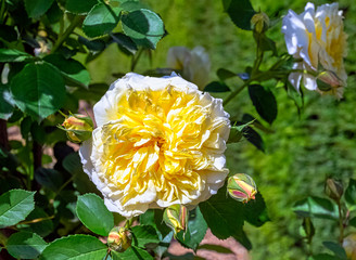Rosa Alberic Barbier in British park - London, UK