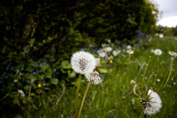 Dandelions in the grass