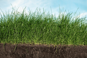 Green section of a grass with the soil and roots under blue sky