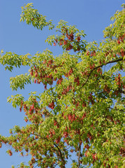 Fototapeta na wymiar box elder Acer Negundo tree with winged seeds at spring
