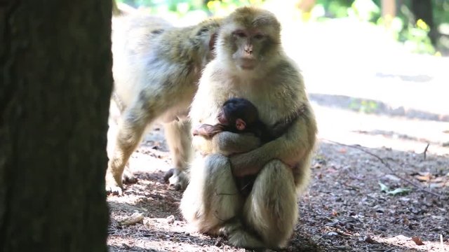 Berberaffen mit Baby auf dem Affenberg Salem