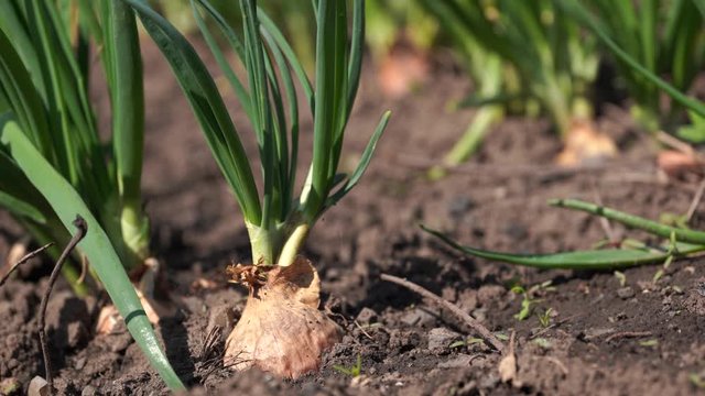 Close up of growing onion in garden. Blooming onion in ground. Concept of space for your text.