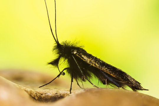 Focus Stacking of Green Longhorn Moth. They Latin name are Adela reaumurella.