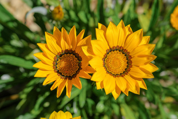 Close up of two yellow flowers on natural blurred background. Macro of Gazania flowers. Spring, summer floral beautiful backdrop. Small Helianthus or Sunflowers.